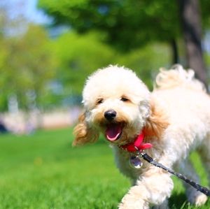 Meet your Posher, Jenny